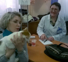 20 питомцев приюта «Территория кошек» нашли хозяев в День кошек в России