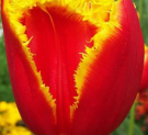 В Калуге по инициативе Константина Баранова распустятся миллион тюльпанов