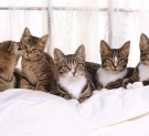 28 февраля в Городском досуговом центре пройдёт выставка-раздача кошек