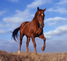 Праздник «Волшебный мир лошади» состоится в Калужской области