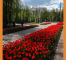 К 9 мая зацветут 300 тысяч тюльпанов