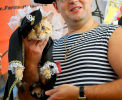 Выставка кошек: Кубок Farus (апрель, 2014)