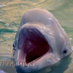 Дельфин-белуха калуга