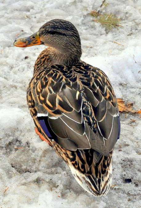 «Серая шейка – 2015»: в Калуге обнаружена зимовка 1500 уток