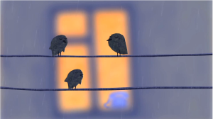 Кадр из мультфильма "Провода" калуга