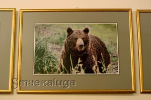 Из серии фотографий с бурыми медведями калуга