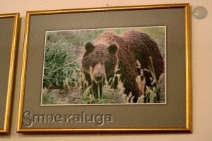 Из серии фотографий с бурыми медведями в калуге