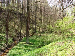 На территории городища в калге