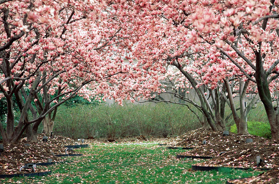 В Калуге может появиться вишнёвый сад
