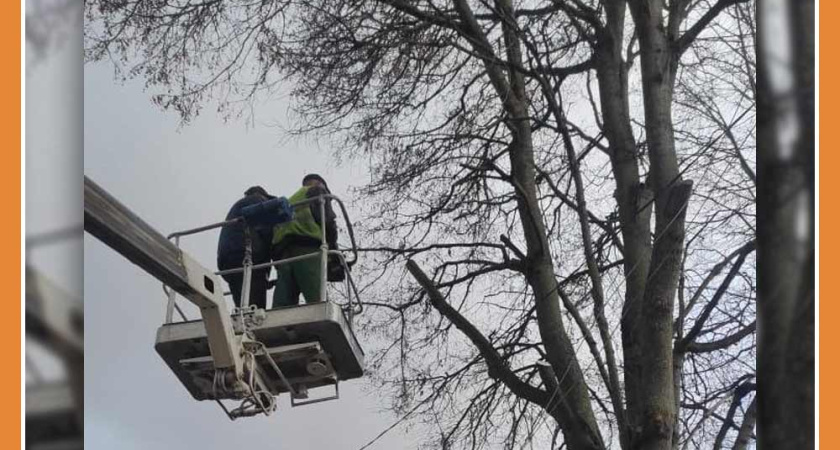 ДМИТРИЙ ДЕНИСОВ ДАЛ ПОРУЧЕНИЕ УСКОРИТЬ ВЫВОЗ СПИЛЕННЫХ ДЕРЕВЬЕВ