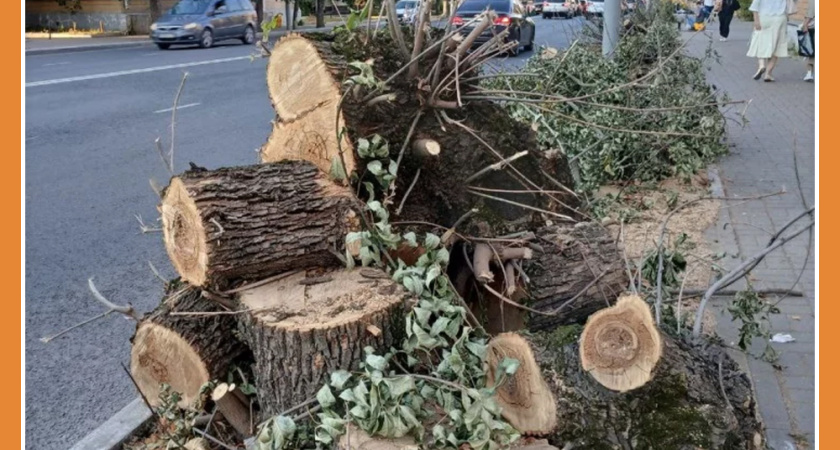 МАССОВОЕ ОЗЕЛЕНЕНИЕ ОЖИДАЕТСЯ ВЕСНОЙ