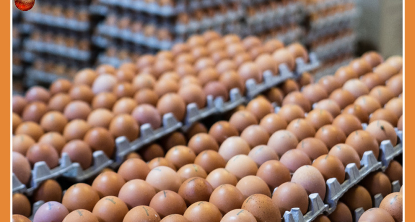 174 МЛН ЯИЦ ПРОИЗВЕЛИ В КАЛУЖСКОЙ ОБЛАСТИ!