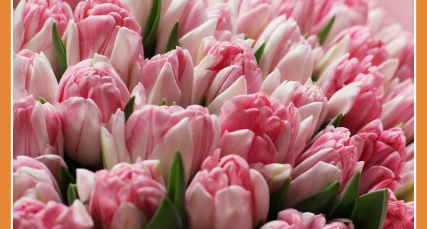 ЦВЕТОЧНЫЙ БУМ В КАЛУЖСКОЙ ОБЛАСТИ