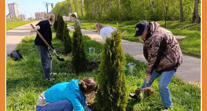 У ВХОДА В ГУБЕРНСКИЙ ПАРК ВЫСАДИЛИ ТУИ