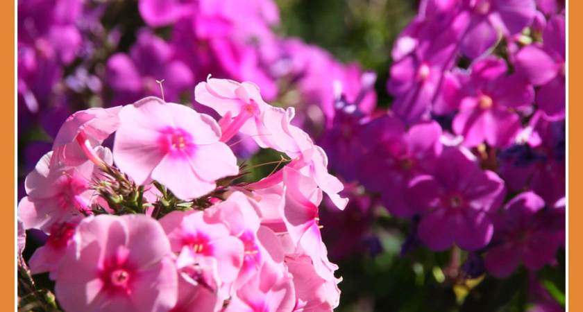 ЕЖЕГОДНЫЙ КОНКУРС "КАЛУГА В ЦВЕТУ"