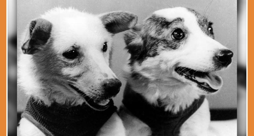 БЕЛКА. СТРЕЛКА. 65