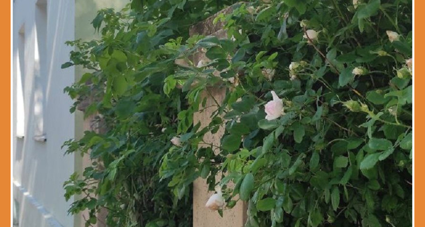 ОЗЕЛЕНЕНИЕ КАЛУГИ ПРОДОЛЖИТСЯ