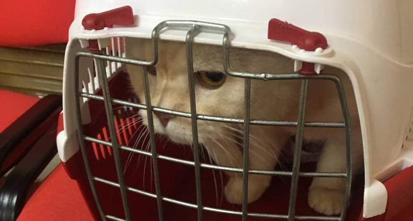 Ветеринарная лаборатория Калужской области провела более 315 тысяч исследований животных за год