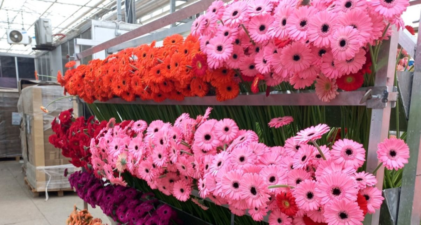 Калужская область в 2025 году стала одним из крупнейших в стране поставщиков цветов
