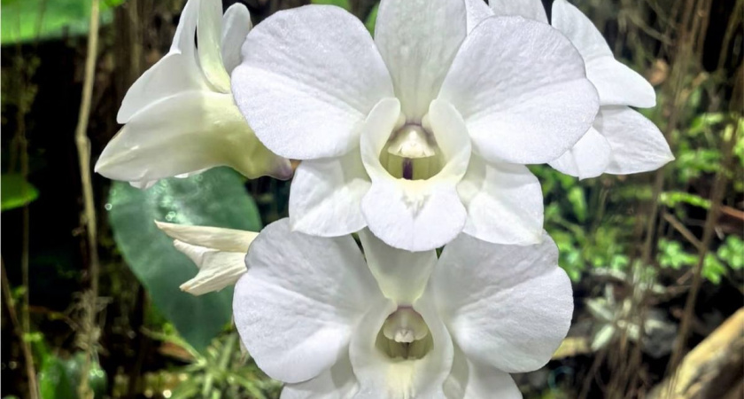 В ботаническом саду Калужского университета расцвела редкая тропическая орхидея