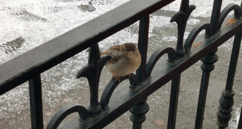 Минприроды Калужской области инициировало подсчет воробьев