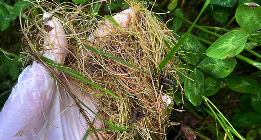 Москвичку оштрафовали за 270 гектаров зарослей сорняков в Калужской области