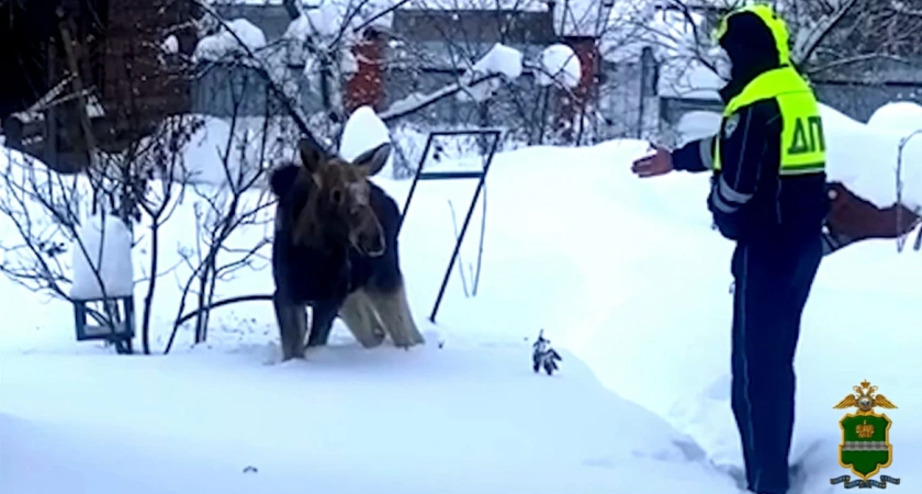 В Калужской области полицейские спасли лосёнка