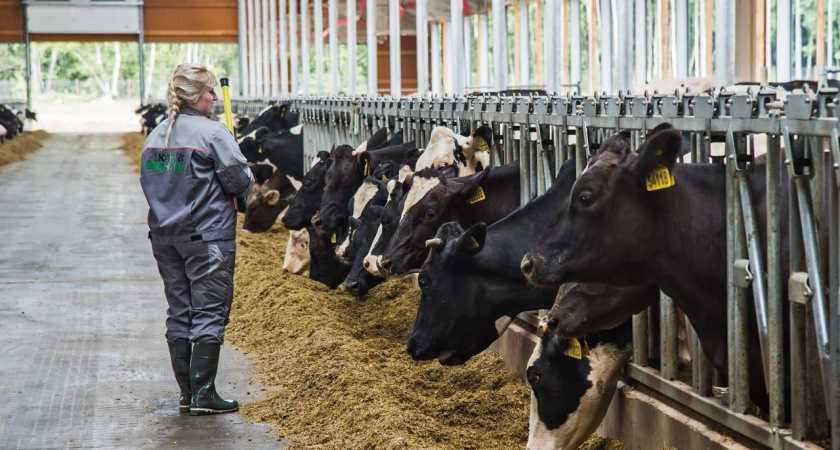 Калужская область приближается к производству миллиона тонн молока: итоги года в агропроме