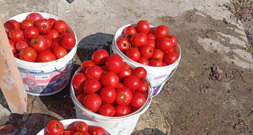 "Уже не терпится посеять": рассказываю, какие шикарные сорта томатов я выбрала для выращивания в этом году