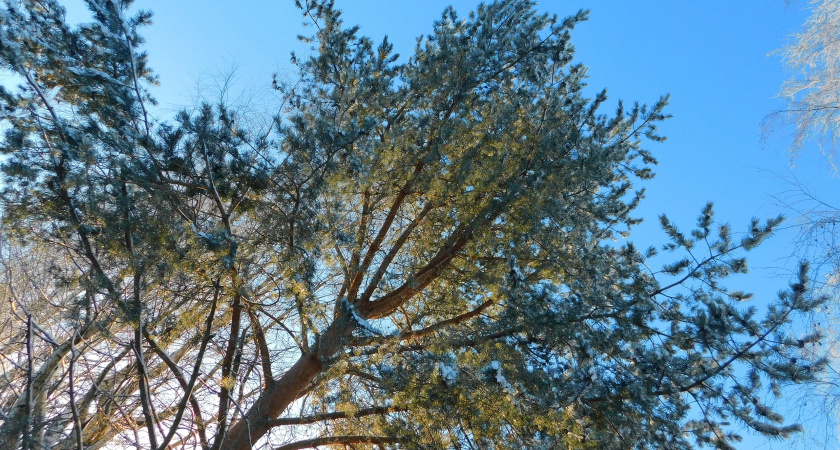 В Калуге в четверг ожидаются снегопад и потепление до –3 градусов