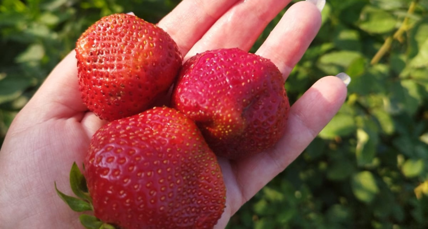 3 ложки в воду - и клубника как с цепи сорвалась: родятся ягоды ведрами, мегаважная подкормка сезона 