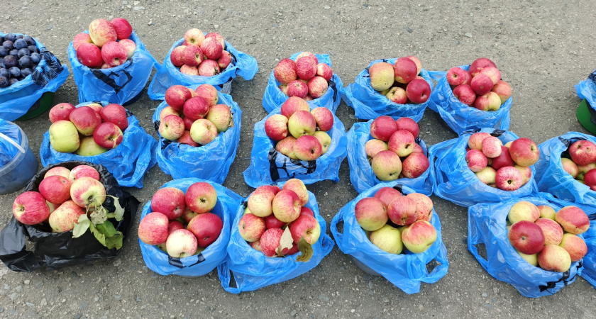 Не совершайте этих 8 ошибок, когда едите яблоки: называю ошибки и рассказываю, почему