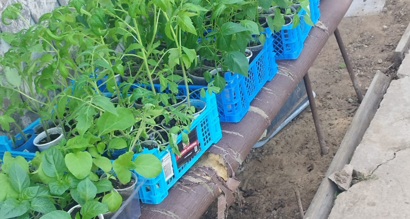 Разбавляем 50 мл водой и добавляем всего 1 таблетку — рассада прет как танки: крепче молодых дубков