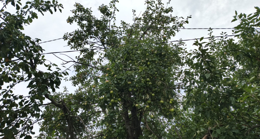 Обязательно сделайте это весной с яблонями — завалят урожаем: 3 простых, но важных обработки