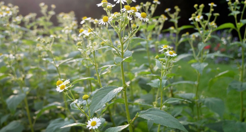 Увидела - и пот холодный прошиб. Если найдёте в огороде это растение, избавляйтесь от него немедленно