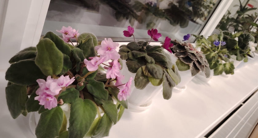 Фиалка покроется цветочной шапкой: 1 г в воду – и бутоны полезут как по расписанию – эффект сразу