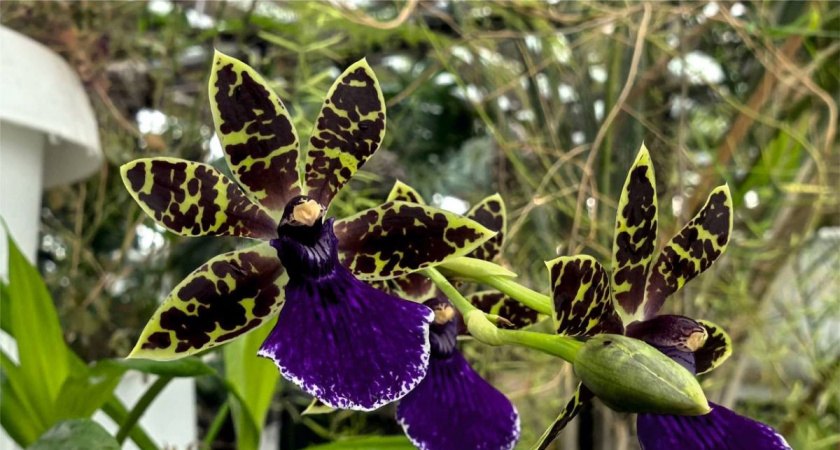 В ботаническом саду Калуги расцвела редкая бразильская орхидея