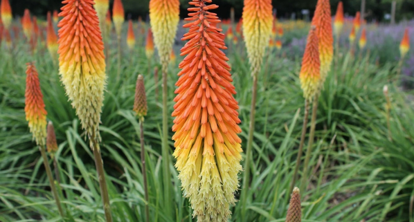 Метровые «факелы горят» целых 4 месяца: многолетник-экзот для сада. Выглядит как настоящий арт-объект