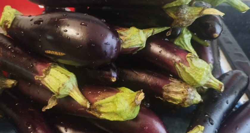 3 шкурки под корни баклажанов: ни 1 вредителя больше не будет - плоды вкуснее сочного мяса 