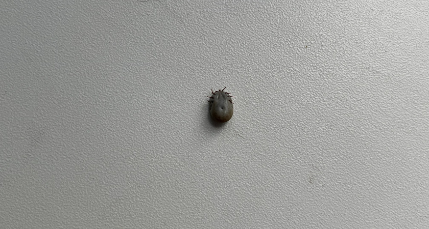 Жителей Калужской области предупредили о раннем пробуждении клещей из-за снежной зимы