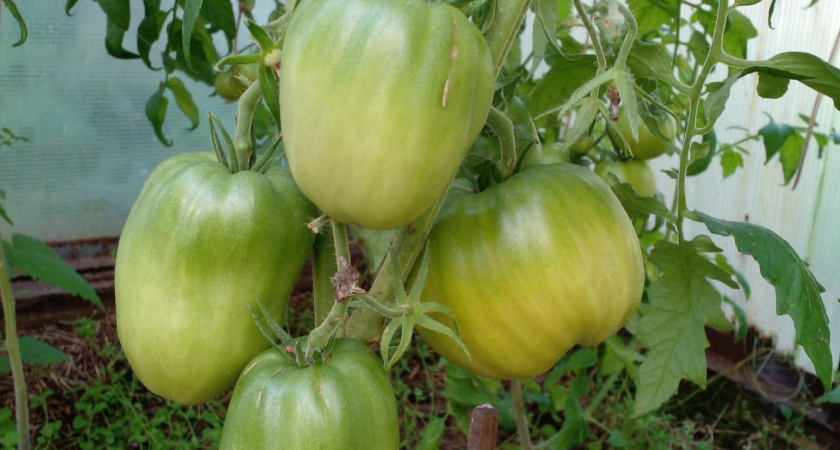 Не сорт, а томатная фабрика: штампует плоды как заведенный даже в снегах – каждый помидор по 500 г, а на вкус – чистый мед