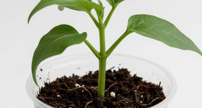 По какой причине не сажаю на середину стаканчика, чтобы потом подсыпать вытянувшийся росток