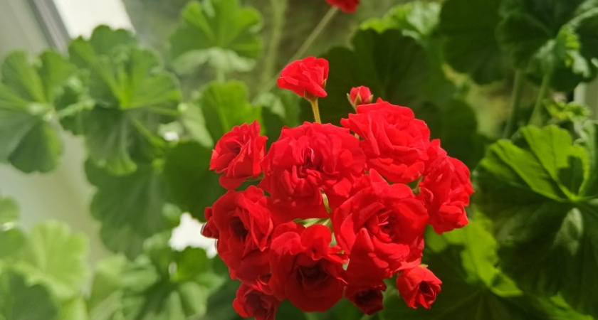 Герани в феврале - обязательно: 50 мл под корень - и в марте пеларгония усыпана яркими цветами