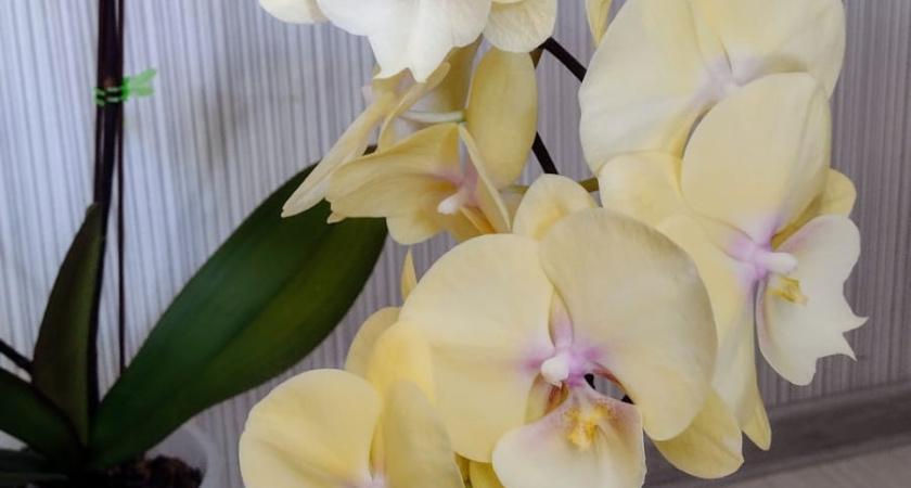 3 шт. в воду – и орхидея возомнит себя шальной императрицей: начнет выдавать бутон за бутоном даже зимой