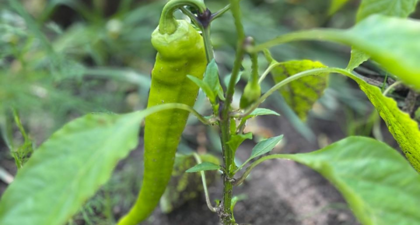 От семечка до крепкой рассады: гид по выращиванию перцев