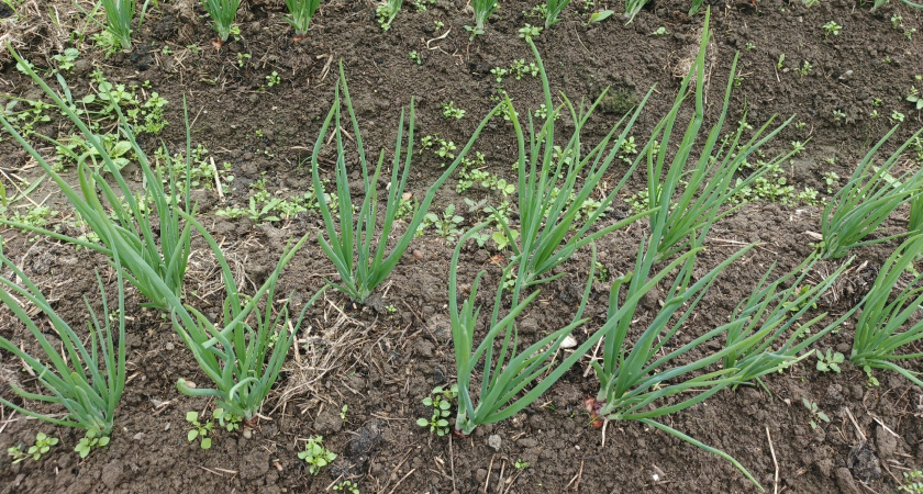 Не нужно сеять лук эксибишн в феврале: опыт двух сроков посева