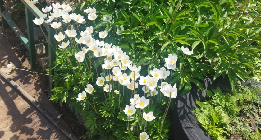 Не цветы, а стахановцы: с апреля по октябрь они цветут хоть в тундре