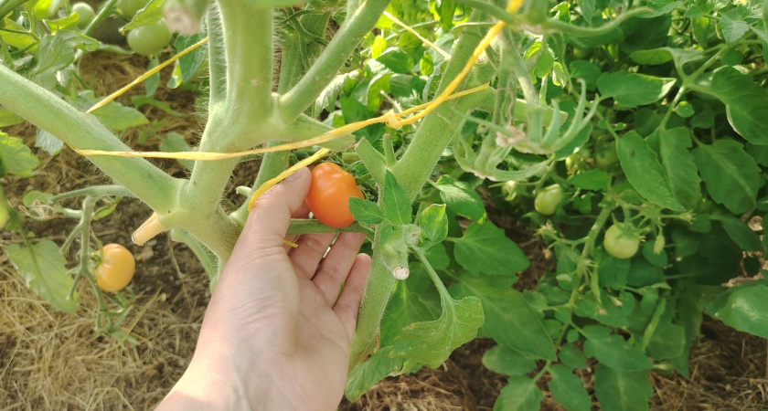 Сажаю томаты и перцы на рассаду в феврале по-советски: отличные даты для благоприятного урожая