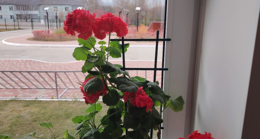 Спасаю герань 1 ложкой: засохшие палки взрываются шапками цветов — море бутонов и сочная зелень