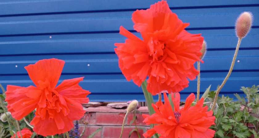 Экономия времени и сил: многолетник, который цветет без капризов на зависть всем соседям